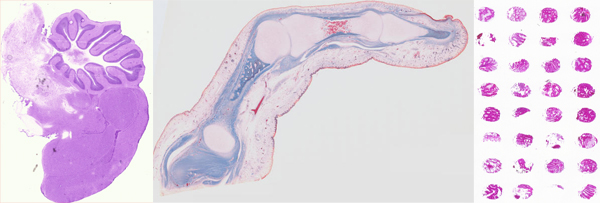 Scans of biological subjects produced on the VisLab's 2D scanners.