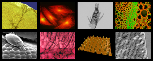 microscopy-collage A collage of 8 images created in Beckman ITG's Microscopy Suite
